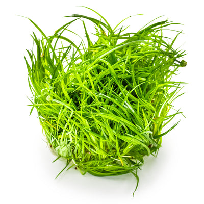 Eriocaulon cinereum