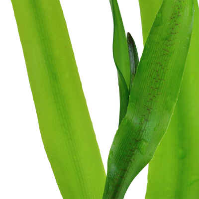 Crinum thaianum