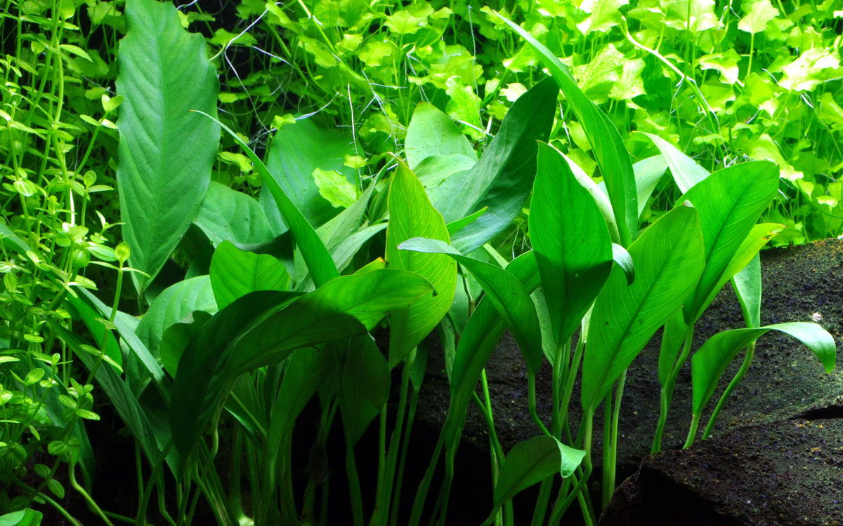 Anubias barteri var. glabra