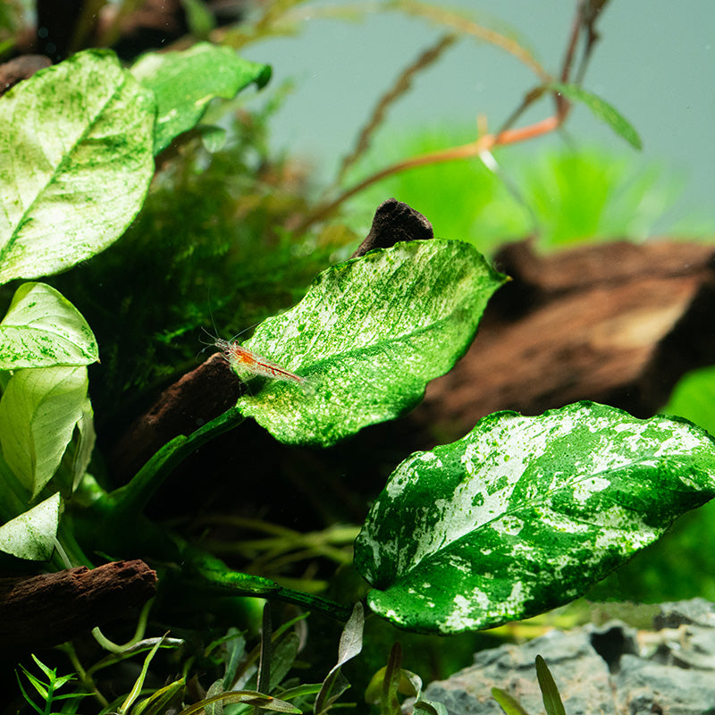 Anubias barteri var. nana 'Pinto'