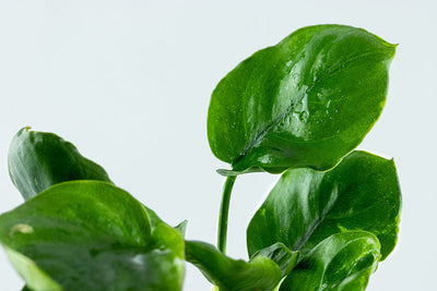 Anubias barteri 'Coin Leaf'