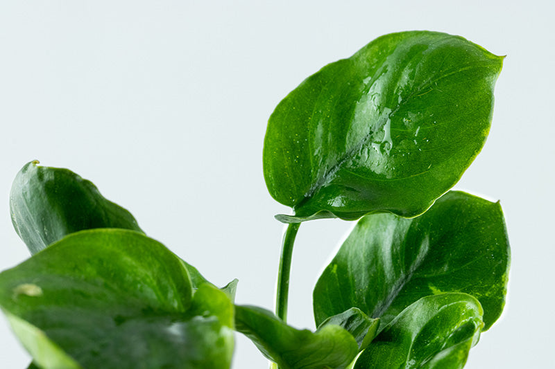 Anubias barteri 'Coin Leaf'