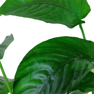 Anubias barteri caladiifolia
