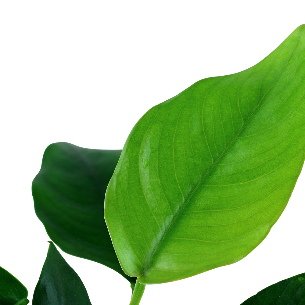 Anubias barteri nana