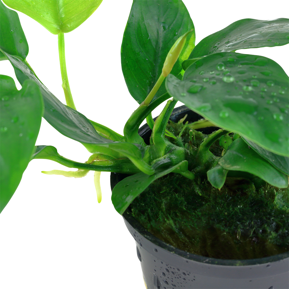Anubias barteri nana