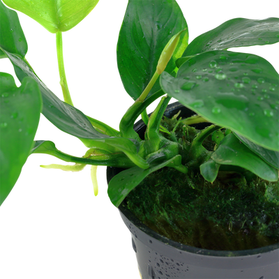 Anubias barteri nana