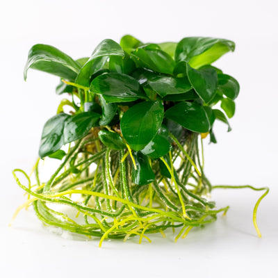Anubias barteri nana