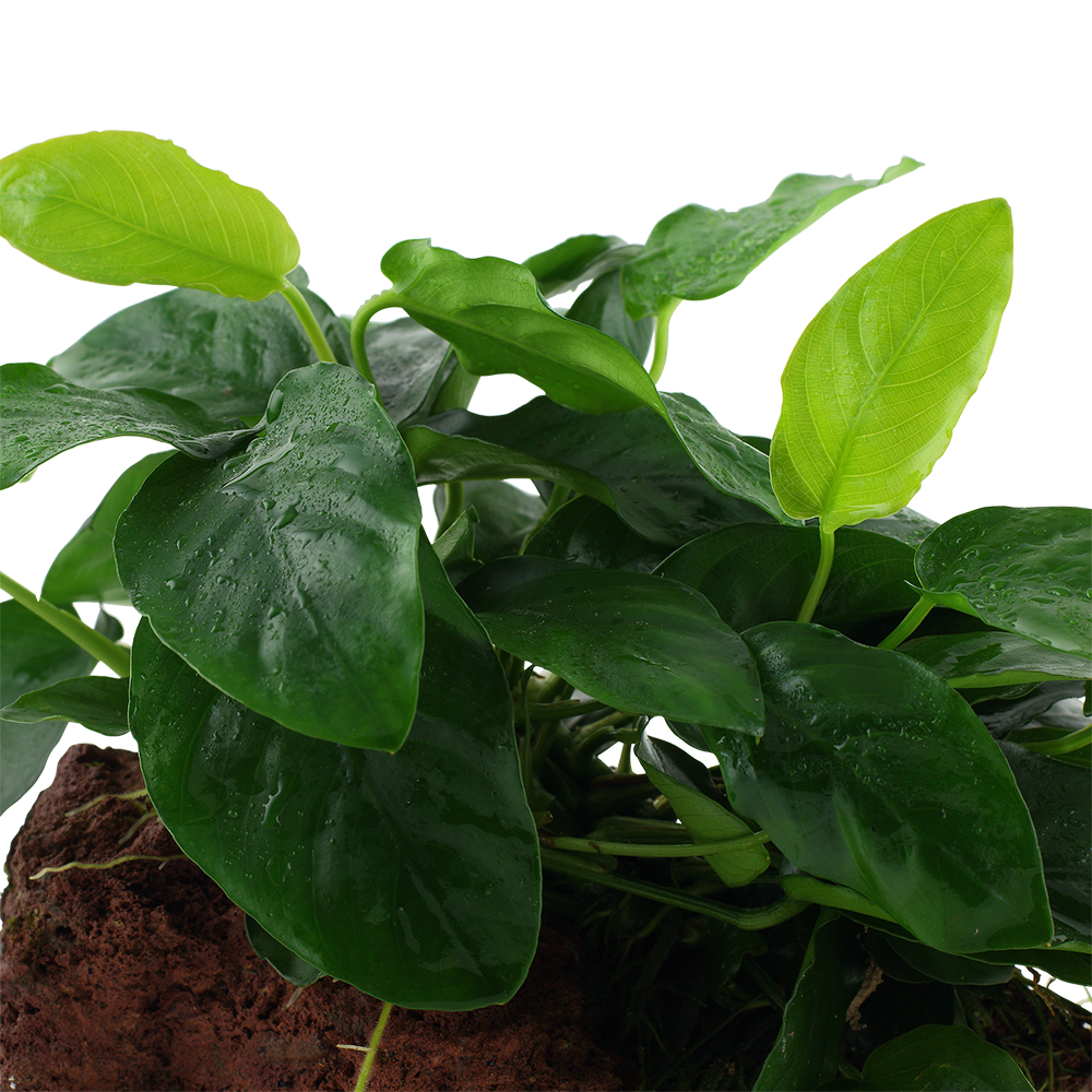 Anubias barteri nana