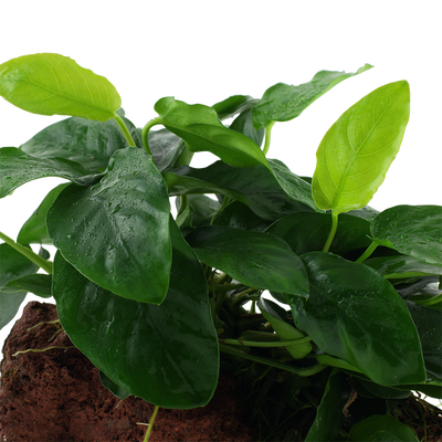 Anubias barteri nana