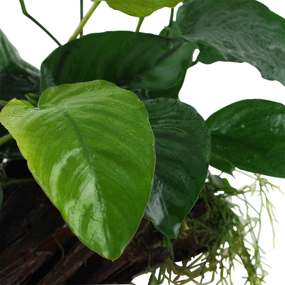 Anubias barteri sp.