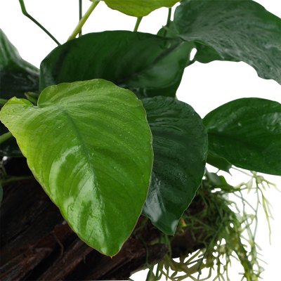 Anubias barteri sp.