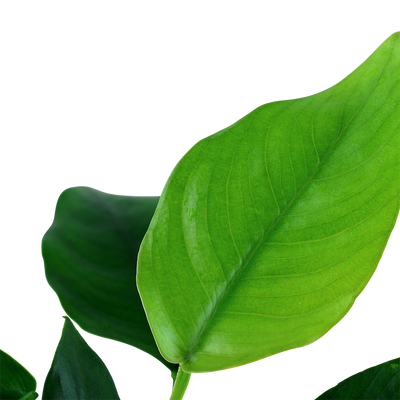Anubias barteri nana