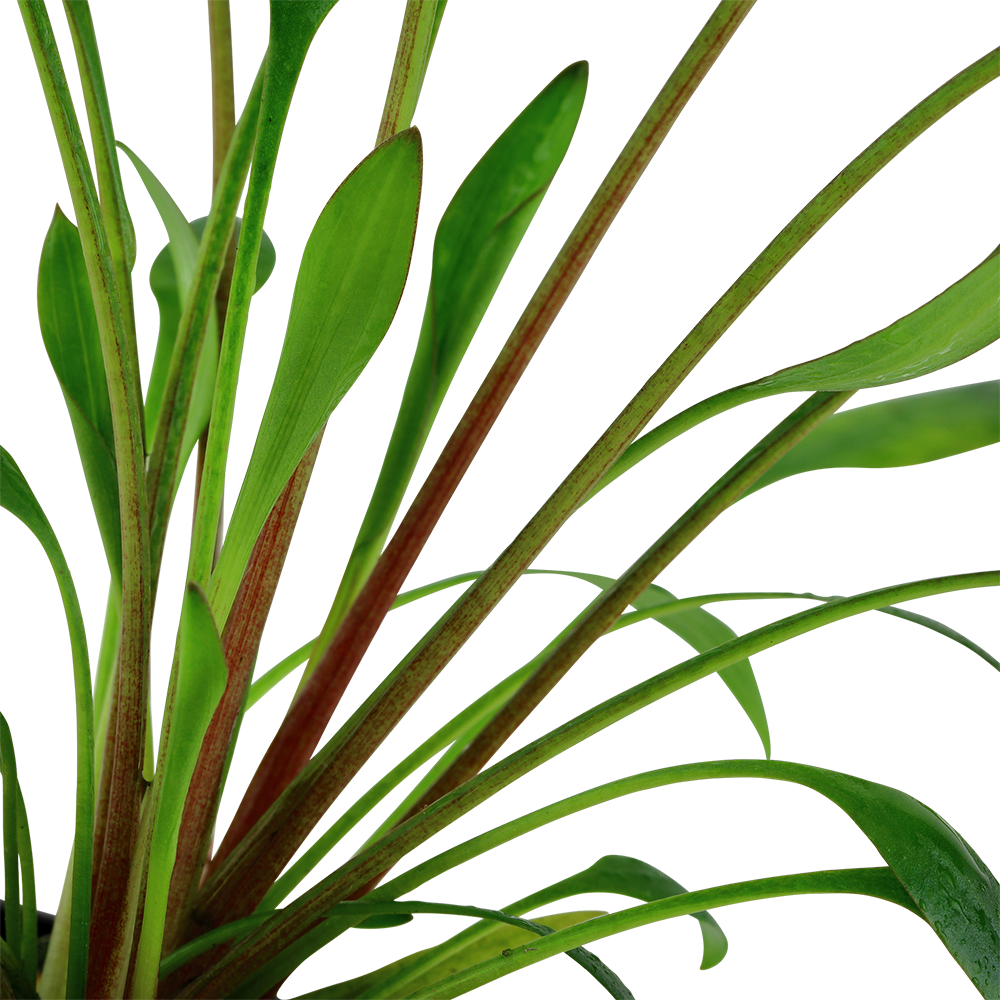 Cryptocoryne x willisii