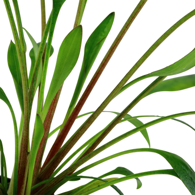 Cryptocoryne x willisii