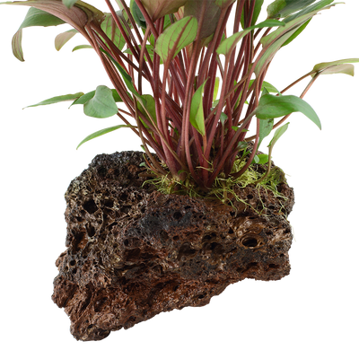 Cryptocoryne beckettii 'Petchii'