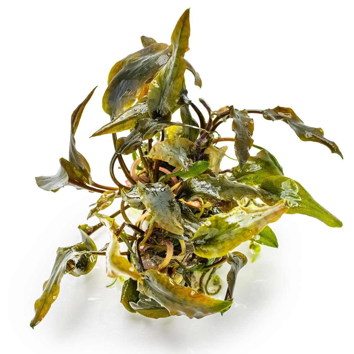 Cryptocoryne wendtii 'Mi Oya'