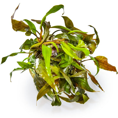 Cryptocoryne undulata 'Broad Leaf'