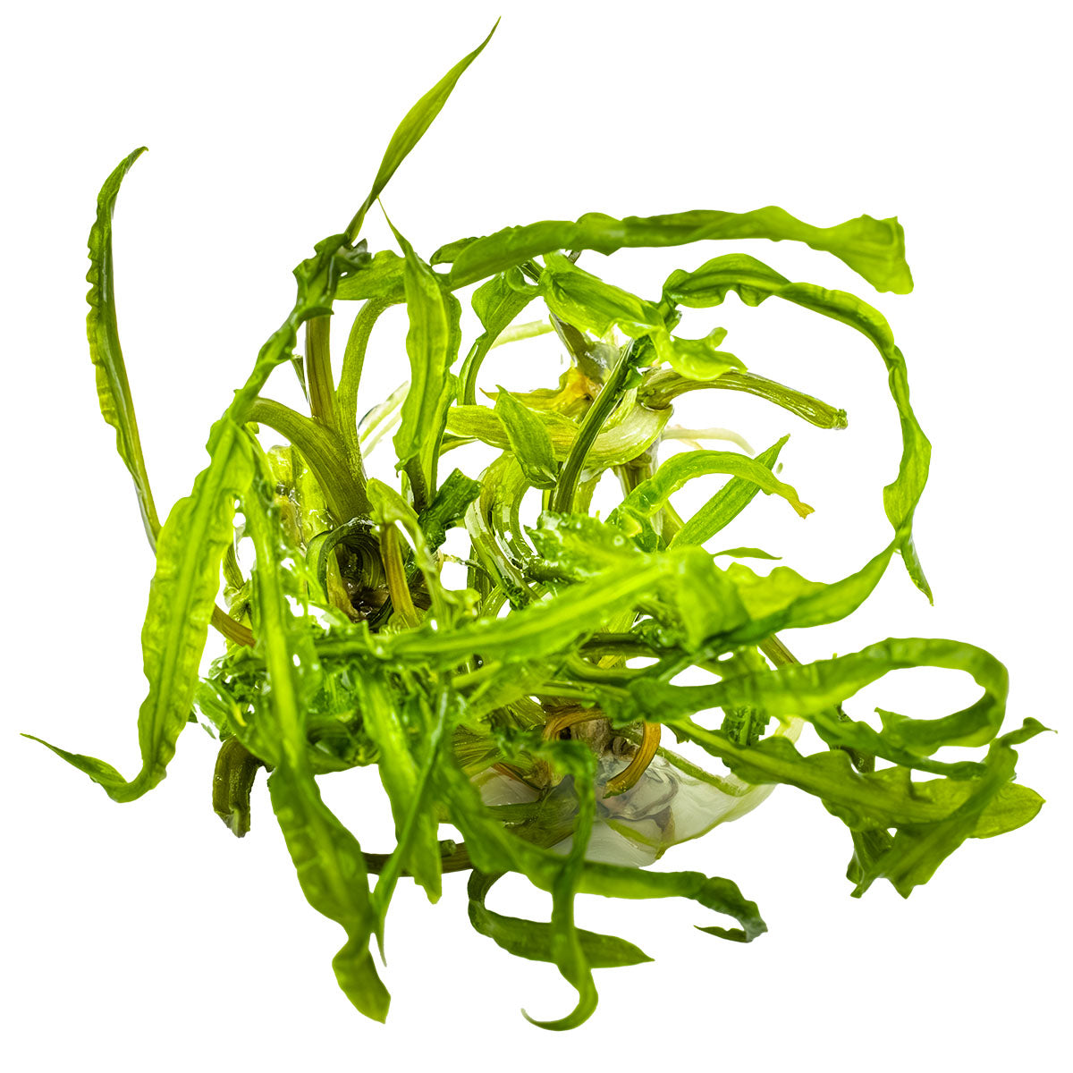 Cryptocoryne crispatula