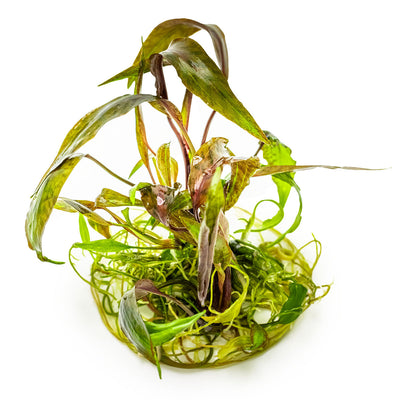Cryptocoryne nurii