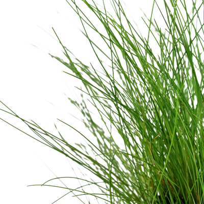 Eleocharis parvula