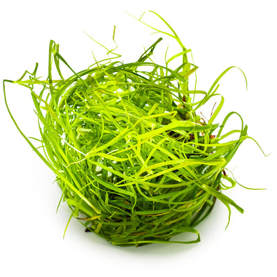 Juncus repens
