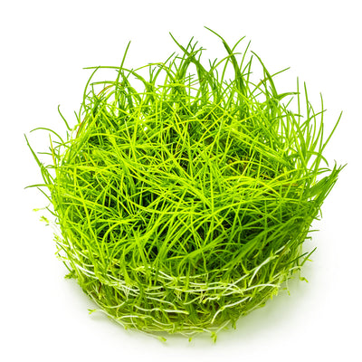 Eleocharis acicularis
