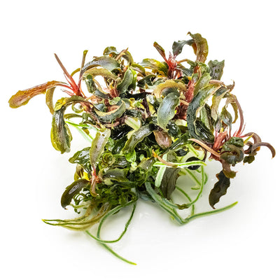 Bucephalandra 'Kedagang'