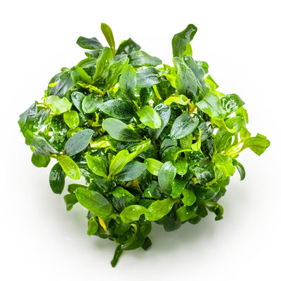 Bucephalandra sp. 'Needle Leaf'