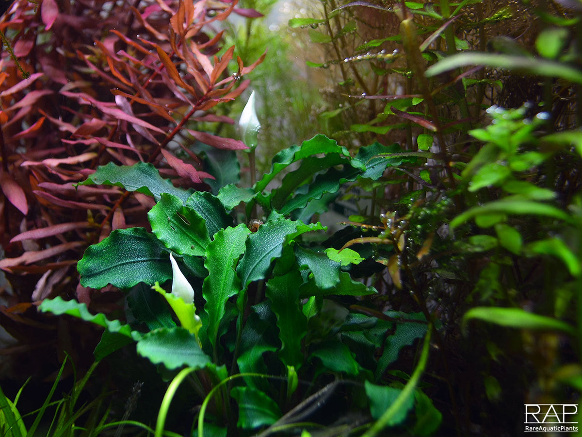Bucephalandra pygmaea 'Bukit Kelam'