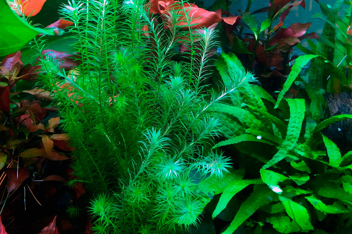 Mayaca fluviatilis