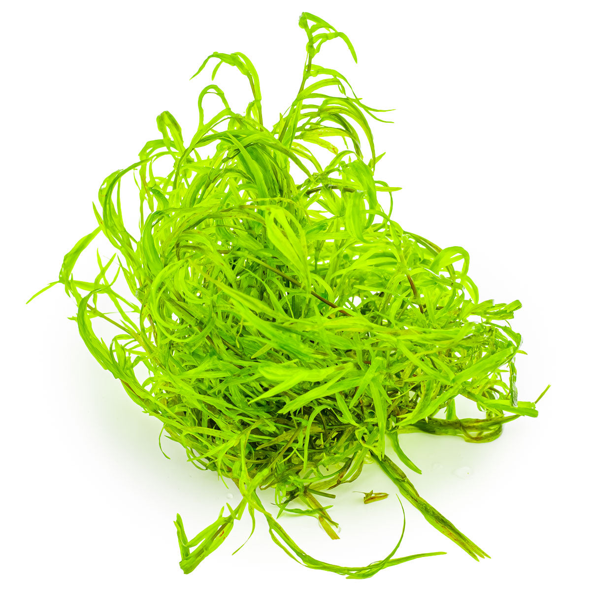 Najas guadalupensis 'Guppy Grass'