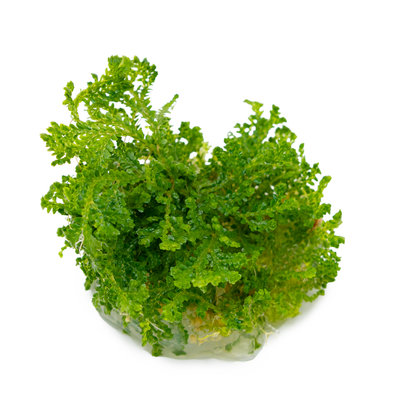 Selaginella uncinata