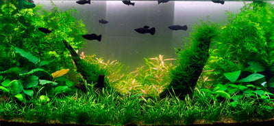 Layout 2 (128 L)