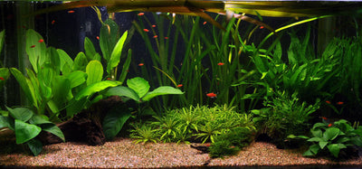 Layout 16 (128 L)