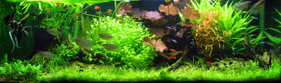 Layout 18 (297 L)
