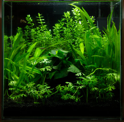 Layout 30 (27 L)