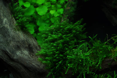 Layout 34 (140 L)