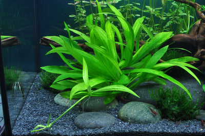 Layout 36 (54 L)
