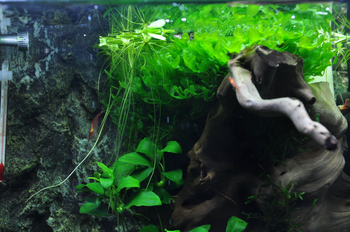 Layout 39 (30 L)