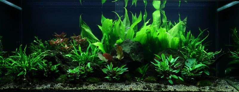 Layout 48 (300 L)