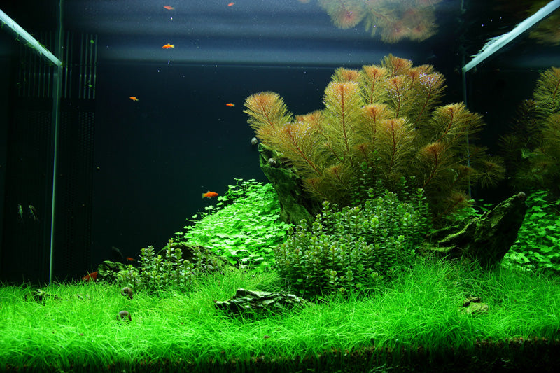 Layout 49 (100 L)