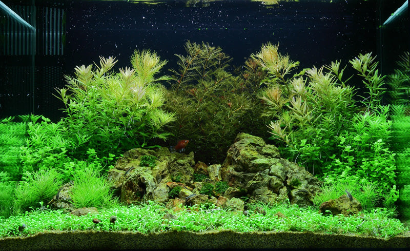 Layout 51 (100 L)