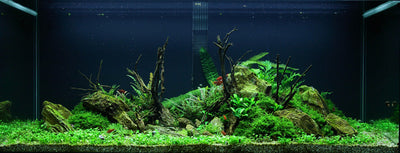 Layout 52 (300 L)