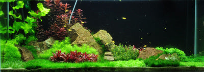 Layout 54 (270 L)
