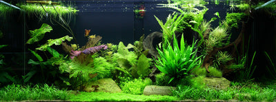 Layout 65 (300 L)