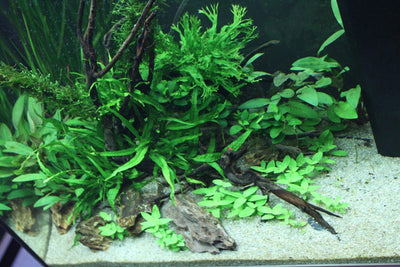 Layout 68 (120 L)