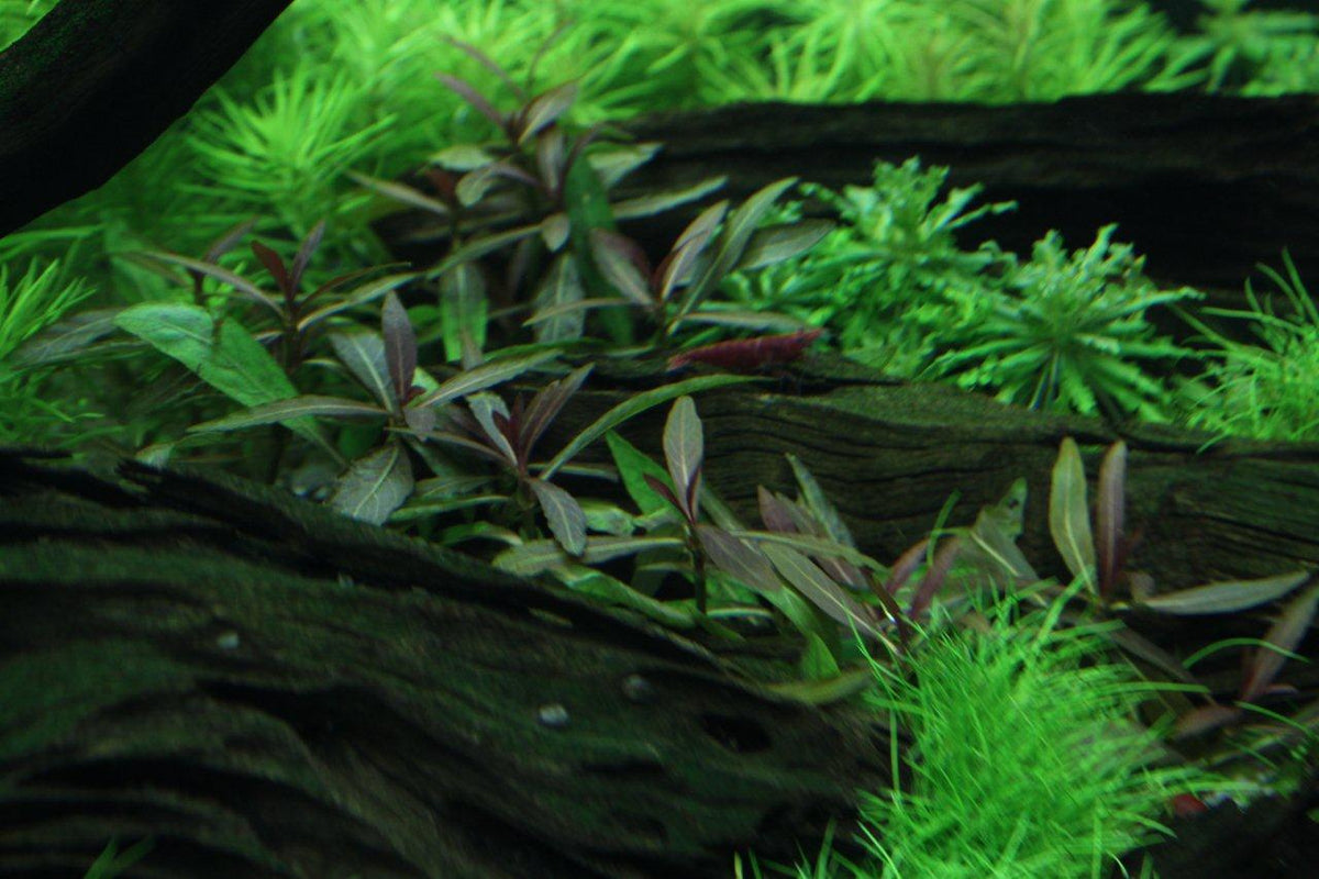 Layout 69 (125 L)