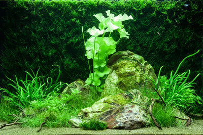 Layout 74 (100 L)