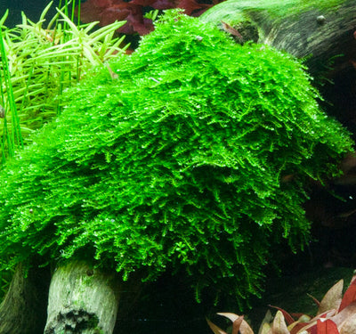 Layout 75 (100 L)