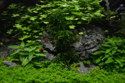 Layout 76 (182 L)